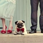 Las mascotas en las BODAS